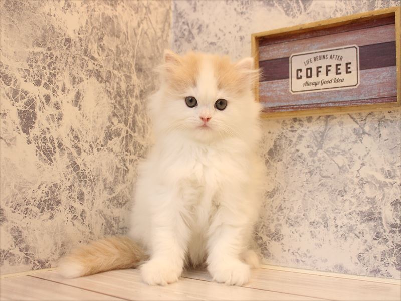 ミックス猫 - 相模原愛川インター店 | ペッツワン